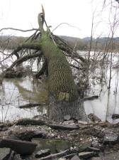 umgestürzter Baum